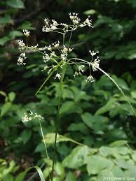 Attēlu rezultāti vaicājumam “Luzula luzuloides”