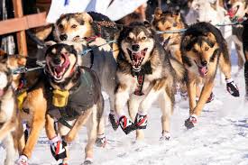 Image result for Team Ice Fire British Sled Dog Racing Team