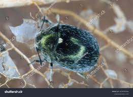 Attēlu rezultāti vaicājumam “Byrrhidae”