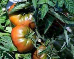 Afbeeldingsresultaat voor dark purple beefsteak tomato