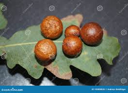 Attēlu rezultāti vaicājumam “Cynips quercusfolii”