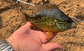Image result for Lepomis gibbosus