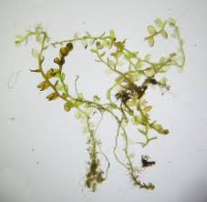 Attēlu rezultāti vaicājumam “Gymnocolea inflata”