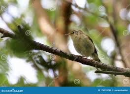 Image result for Phylloscopus ibericus