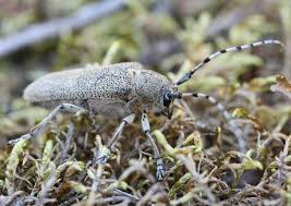 Attēlu rezultāti vaicājumam “Saperda carcharias”