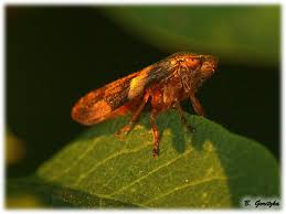 Attēlu rezultāti vaicājumam “Aphrophora alni”