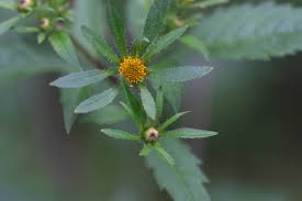 Attēlu rezultāti vaicājumam “Bidens frondosa”