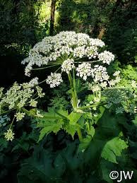 Attēlu rezultāti vaicājumam “Heracleum”