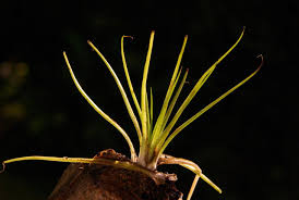 Attēlu rezultāti vaicājumam “Isoetes echinospora leaf”