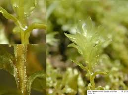 Attēlu rezultāti vaicājumam “Plagiomnium elatum”