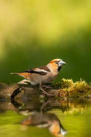 Attēlu rezultāti vaicājumam “Coccothraustes coccothraustes adult”