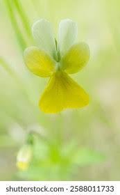 Attēlu rezultāti vaicājumam “Viola tricolor subsp. matutina flower”