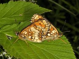 Attēlu rezultāti vaicājumam “Mellicta athalia underside”