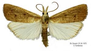 Attēlu rezultāti vaicājumam “Calamotropha paludella”