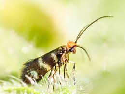 Attēlu rezultāti vaicājumam “Micropterix aureatella”