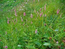 Attēlu rezultāti vaicājumam “Bistorta major leaf”