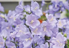 Image result for Campanula persicifolia
