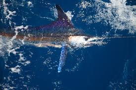 Image result for Kajikia albida