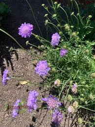 Image result for Scabiosa columbaria