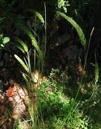 Attēlu rezultāti vaicājumam “Phleum phleoides”