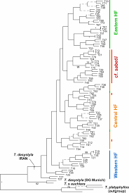Image result for pfanzelt tehron