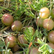 Attēlu rezultāti vaicājumam “Astragalus arenarius fruit”