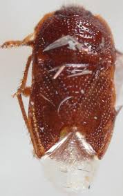 Attēlu rezultāti vaicājumam “Cydnidae”