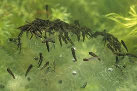 Attēlu rezultāti vaicājumam “Rana temporaria”