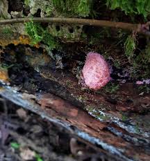 Attēlu rezultāti vaicājumam “Nectriopsis violacea”