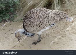 Image result for Chlamydotis macqueenii