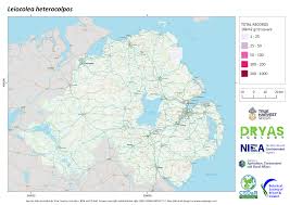 Attēlu rezultāti vaicājumam “Leiocolea heterocolpos”