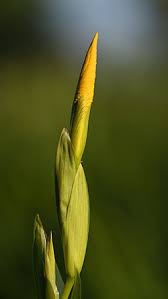 Attēlu rezultāti vaicājumam “Iris pseudacorus”