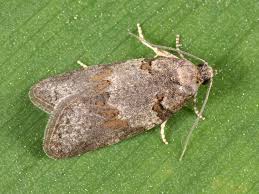 Attēlu rezultāti vaicājumam “Eana incanana”