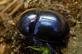 Attēlu rezultāti vaicājumam “Trypocopris vernalis”