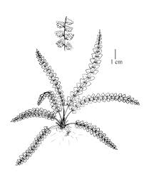 Attēlu rezultāti vaicājumam “Asplenium viride”