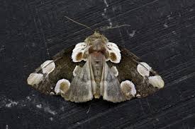 Attēlu rezultāti vaicājumam “Thyatira batis imago”