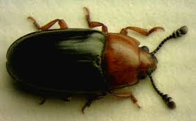 Attēlu rezultāti vaicājumam “Triplax aenea”