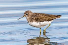 Attēlu rezultāti vaicājumam “Tringa ochropus”