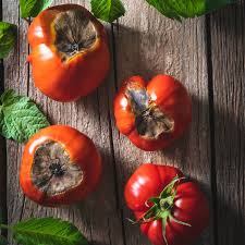 Afbeeldingsresultaat voor earliana tomato