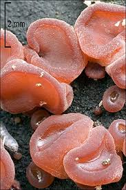 Attēlu rezultāti vaicājumam “Ascocoryne cylichnium”