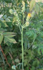 Attēlu rezultāti vaicājumam “Sonchus arvensis subsp. uliginosus flower”