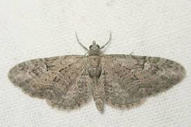 Attēlu rezultāti vaicājumam “Eupithecia pusillata”