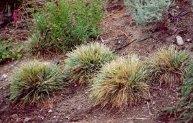 Attēlu rezultāti vaicājumam “Sesleria caerulea leaf”