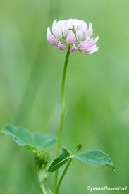 Attēlu rezultāti vaicājumam “Trifolium hybridum flower”