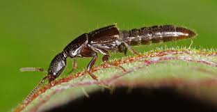 Billedresultat for rovbille