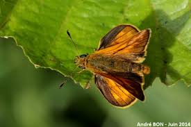 Attēlu rezultāti vaicājumam “Ochlodes sylvanus female”