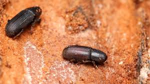 Attēlu rezultāti vaicājumam “Hylastes sp.”