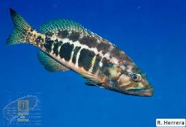 Image result for Serranus atricauda