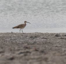 Image result for Numenius hudsonicus