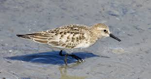Image result for Calidris bairdii